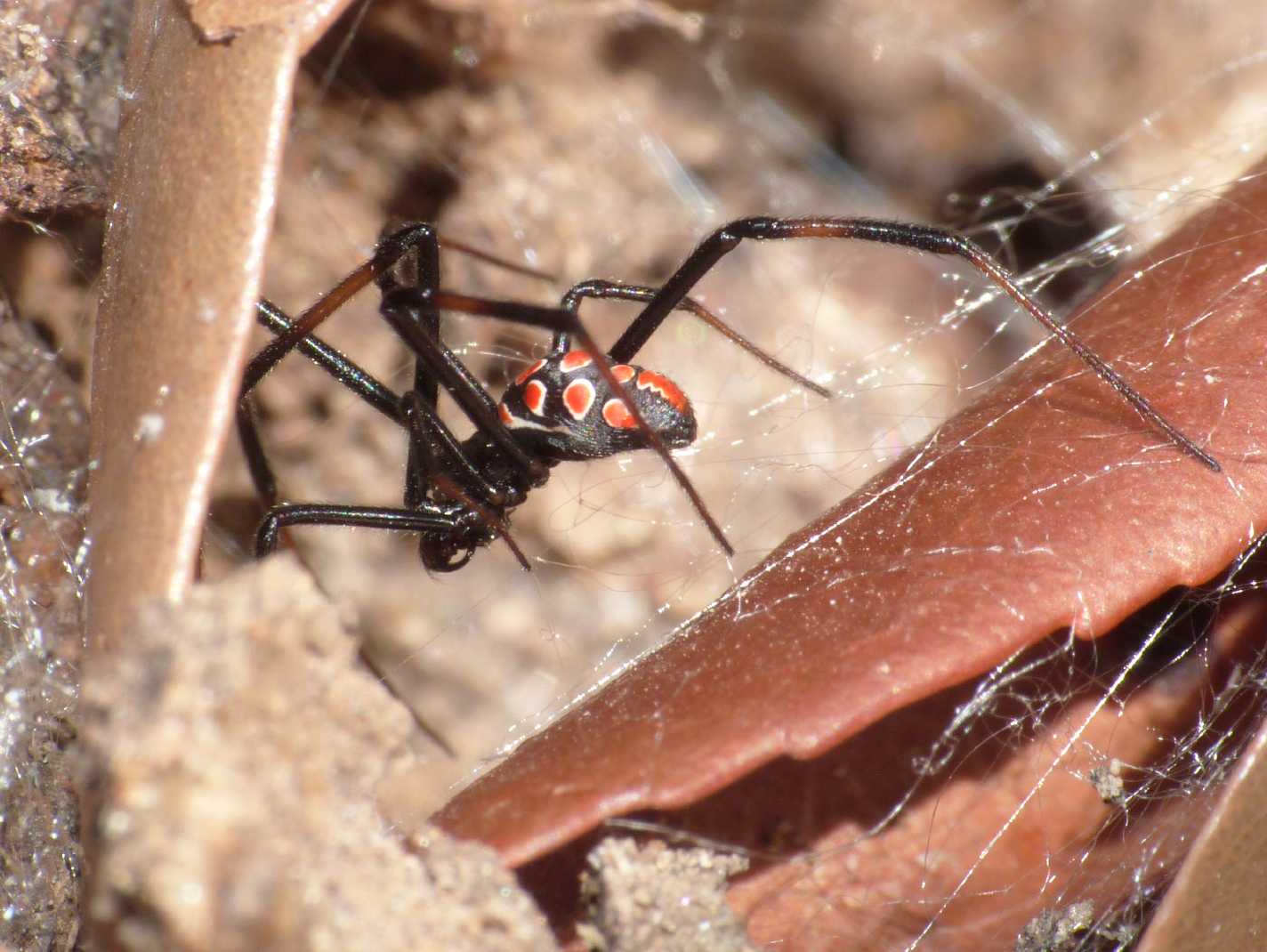 Latrodectus tredecimguttatus: maschi scapoli e ammogliati